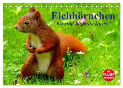 Eichhörnchen. Wo sind bloß die Nüsse? (Tischkalender 2026 DIN A5 quer), CALVENDO Monatskalender