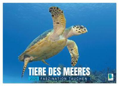 Tiere des Meeres: Faszination Tauchen (Wandkalender 2026 DIN A3 quer), CALVENDO Monatskalender