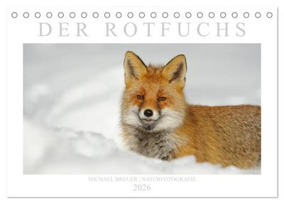 Der Rotfuchs (Tischkalender 2026 DIN A5 quer), CALVENDO Monatskalender