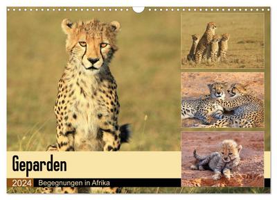 Geparden - Begegnungen in Afrika (Wandkalender 2024 DIN A3 quer), CALVENDO Monatskalender
