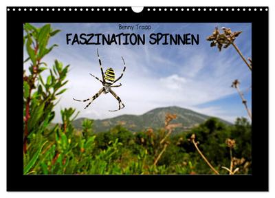 Faszination Spinnen (Wandkalender 2024 DIN A3 quer), CALVENDO Monatskalender