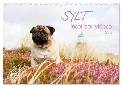 Sylt - Insel der Möpse (Wandkalender 2024 DIN A3 quer), CALVENDO Monatskalender