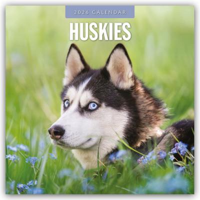 Huskies - Husky - Huskys 2026 - 16-Monatskalender