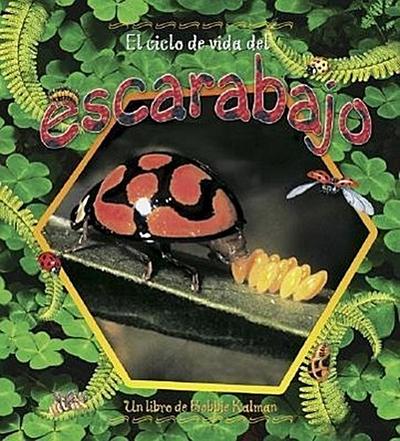 El Ciclo de Vida del Escarabajo (the Life Cycle of a Beetle)