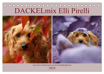 DACKELmix Elli Pirelli (Tischkalender 2024 DIN A5 quer), CALVENDO Monatskalender
