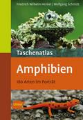 Amphibien