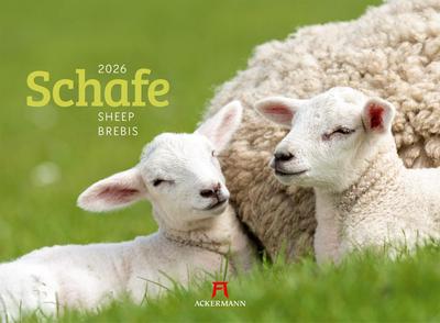 Schafe Kalender 2026