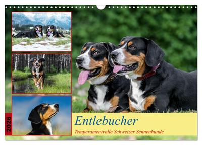 Entlebucher - Temperamentvolle Schweizer Sennenhunde (Wandkalender 2026 DIN A3 quer), CALVENDO Monatskalender