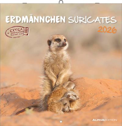 Alpha Edition - Erdmännchen Kalender 2026 - Wandkalender 30x30 cm - Für Tierfreunde & Erdmännchen-Fans - 12 bezaubernde Fotografien, viel Platz für Notizen, mit Feiertagen & Ferienterminen
