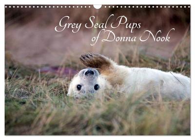 Grey Seal Pups of Donna Nook (Wall Calendar 2026 DIN A3 landscape), CALVENDO 12 Month Wall Calendar