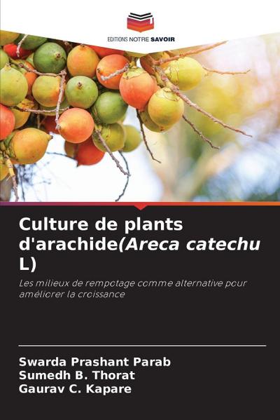 Culture de plants d’arachide(Areca catechu L)