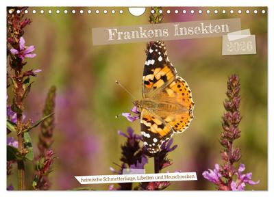 Frankens Insekten (Wandkalender 2026 DIN A4 quer), CALVENDO Monatskalender