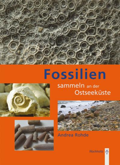 Fossilien sammeln an der Ostseeküste