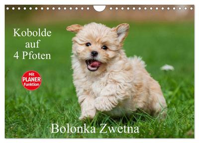 Kobolde auf 4 Pfoten - Bolonka Zwetna (Wandkalender 2024 DIN A4 quer), CALVENDO Monatskalender
