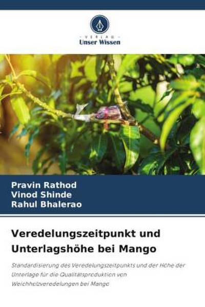 Veredelungszeitpunkt und Unterlagshöhe bei Mango