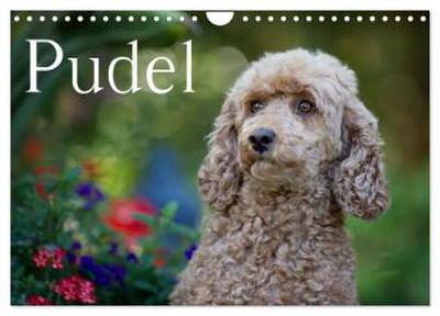 Pudel (Wandkalender 2026 DIN A4 quer), CALVENDO Monatskalender