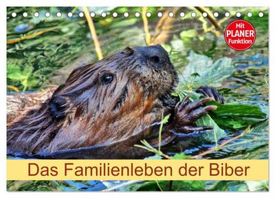 Das Familienleben der Biber (Tischkalender 2026 DIN A5 quer), CALVENDO Monatskalender