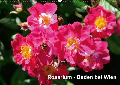 Baden bei Wien - Rosarium (Wandkalender 2020 DIN A2 quer)