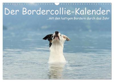 Der Bordercollie-Kalender (Wandkalender 2024 DIN A3 quer), CALVENDO Monatskalender