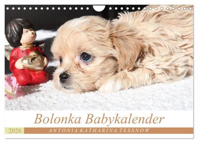 Bolonka Babykalender 2026 (Wandkalender 2026 DIN A4 quer), CALVENDO Monatskalender