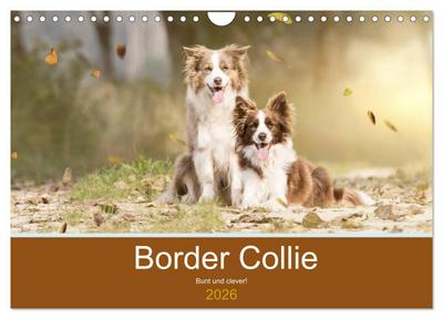 Border Collie - Bunt und clever! (Wandkalender 2026 DIN A4 quer), CALVENDO Monatskalender