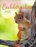 Eichhörnchen Kalender 2026 | sonst. Bücher
