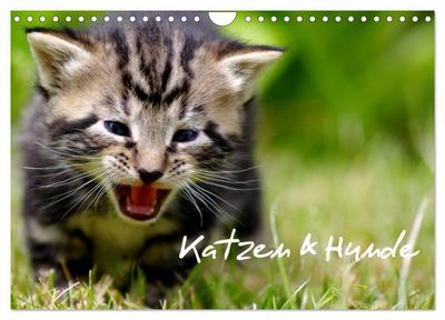 Katzen & Hunde (Wandkalender 2024 DIN A4 quer), CALVENDO Monatskalender