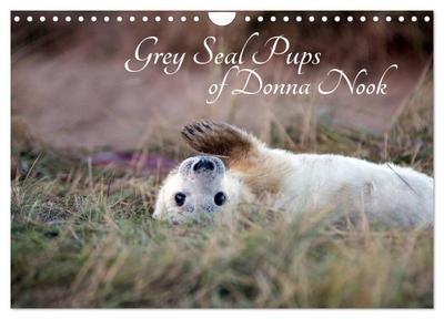 Grey Seal Pups of Donna Nook (Wall Calendar 2026 DIN A4 landscape), CALVENDO 12 Month Wall Calendar