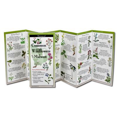 Homoya, M: Common Wildflowers of the Midwest