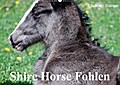 Shire Horse Fohlen (Wandkalender 2017 DIN A2 quer) - Elisabeth Stanzer