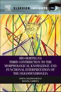 Rio-Hortega’s Third Contribution to the Morphological Knowledge and Functional Interpretation of the Oligodendroglia