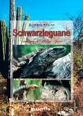 Schwarzleguane
