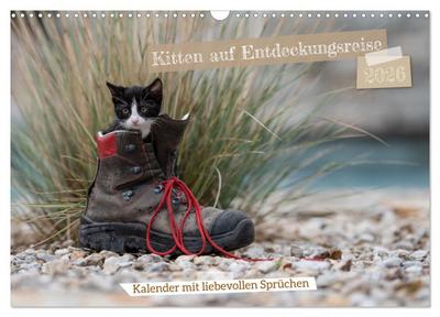 Kitten auf Entdeckungsreise (Wandkalender 2026 DIN A3 quer), CALVENDO Monatskalender