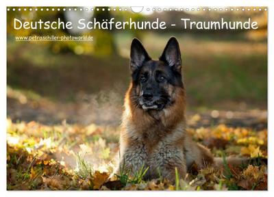 Deutsche Schäferhunde - Traumhunde (Wandkalender 2024 DIN A3 quer), CALVENDO Monatskalender