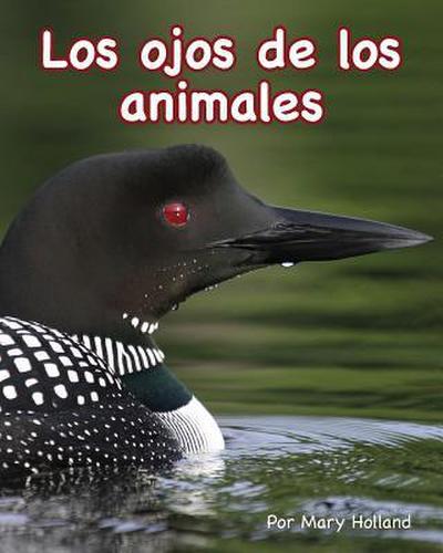 Los Ojos de Los Animales (Animal Eyes)