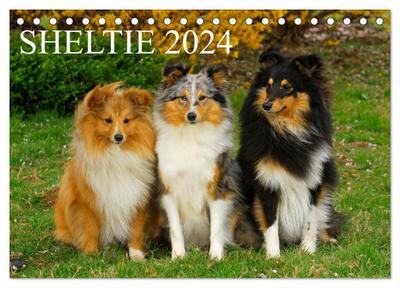 Sheltie 2024 (Tischkalender 2024 DIN A5 quer), CALVENDO Monatskalender