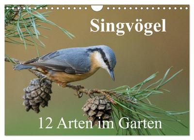 Singvögel - 12 Arten im Garten (Wandkalender 2026 DIN A4 quer), CALVENDO Monatskalender