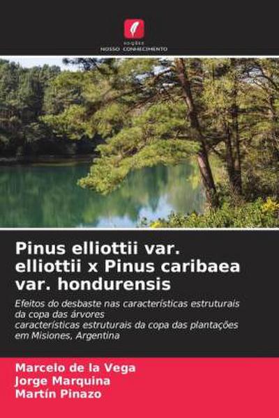 Pinus elliottii var. elliottii x Pinus caribaea var. hondurensis