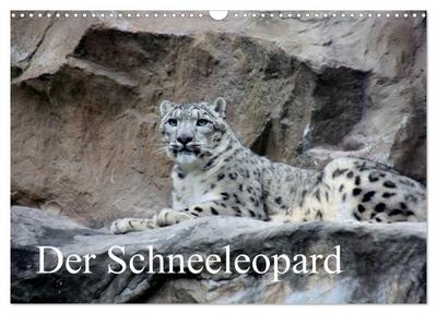 Der Schneeleopard (Wandkalender 2024 DIN A3 quer), CALVENDO Monatskalender