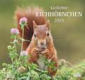 Geliebte Eichhörnchen 2025