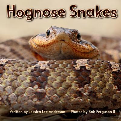 Hognose Snakes
