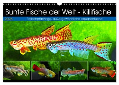 Bunte Fische der Welt - Killifische (Wandkalender 2026 DIN A3 quer), CALVENDO Monatskalender