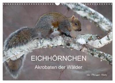 EICHHÖRNCHEN (Wandkalender 2026 DIN A3 quer), CALVENDO Monatskalender