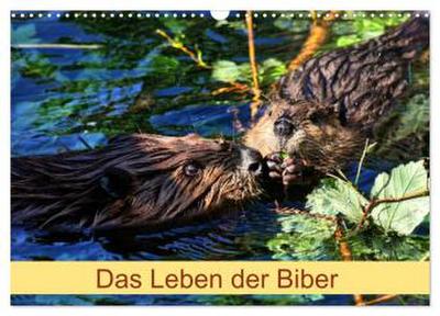 Das Leben der Biber (Wandkalender 2026 DIN A3 quer), CALVENDO Monatskalender