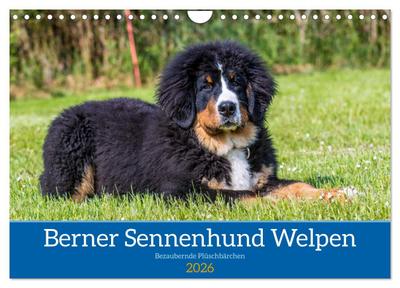 Berner Sennenhund Welpen - Bezaubernde Plüschbärchen (Wandkalender 2026 DIN A4 quer), CALVENDO Monatskalender