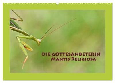 Die Gottesanbeterin Mantis Religiosa (Wandkalender 2026 DIN A2 quer), CALVENDO Monatskalender