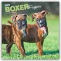 Boxer Puppies - Boxer Welpen 2026 - 16-Monatskalender