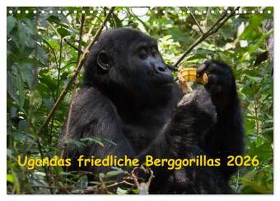 Ugandas friedliche Berggorillas (Wandkalender 2026 DIN A4 quer), CALVENDO Monatskalender