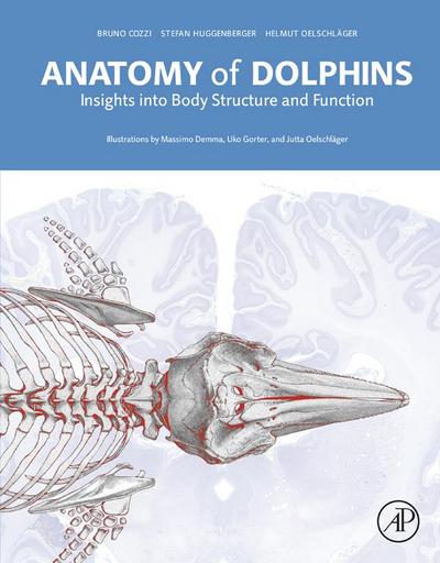 Anatomy of Dolphins