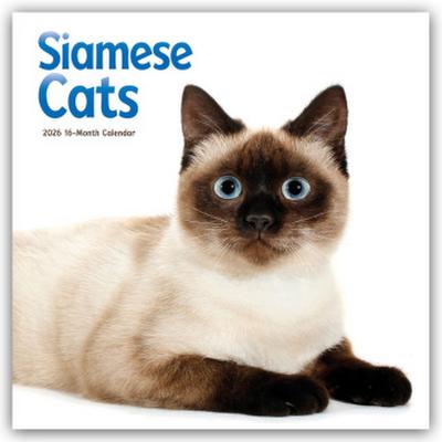 Siamese Cats - Siamesische Katzen - Siamkatzen 2026 - Wand-Kalender